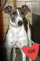 Photo of sweety a white and brindle greyhound.