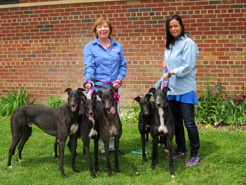 black greyhound puppy