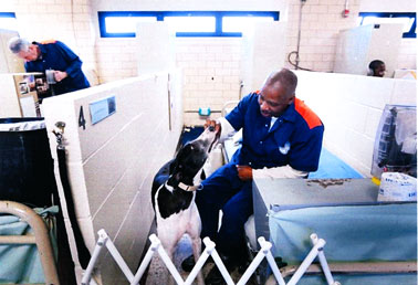 Inmate handlers and greyhounds interacting