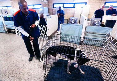 Inmate handlers and greyhounds interacting